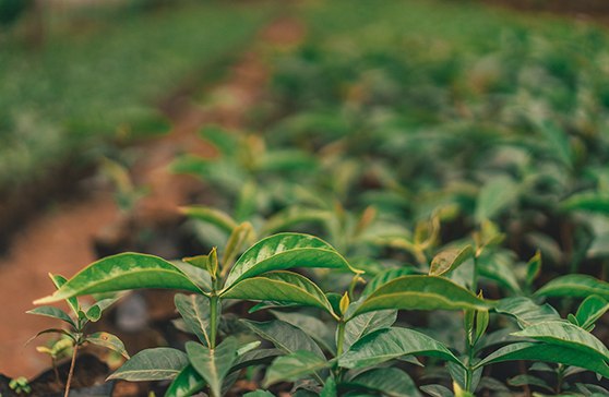 Newly planted treeks in Rwanda, Africa